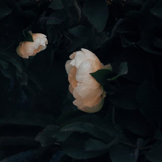 Gospell — The Hold